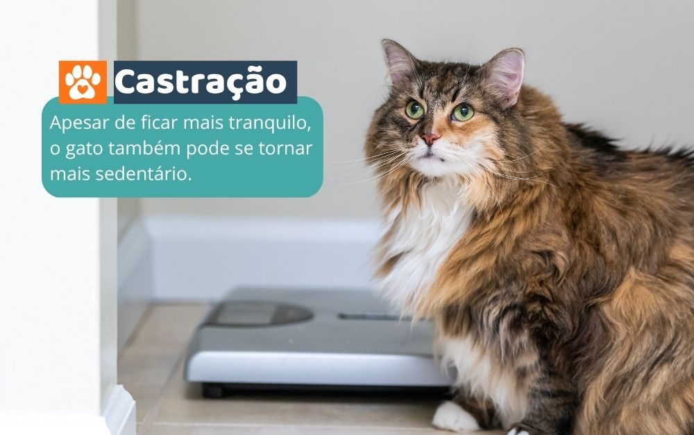 Castração de gatos: cuidados, alimentação e o que muda na rotina