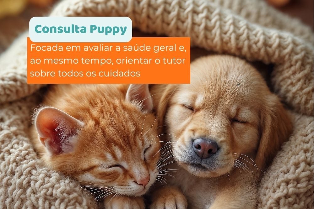 Consulta Puppy: tudo sobre a primeira consulta do filhote