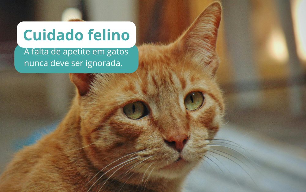 O que acontece com o corpo do gato quando ele não se alimenta